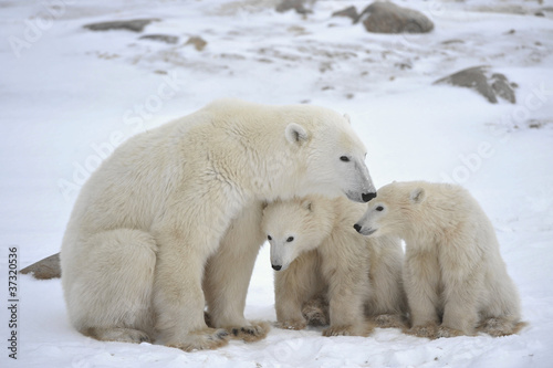 Photo: Polar she-bear with cubs. Polar she-bear with cubs.