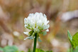 flower[clover]_02