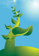 beanstalk2