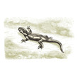 Salamandre