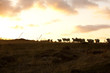 Group of Sheeps