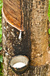milk of rubber in thaialnd