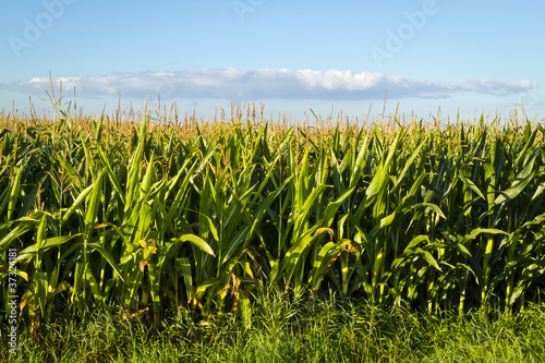 Photo: Cornfield and Cloud Cornfield and Cloud