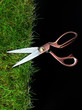 scissors cutting grass