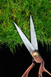 cutting grass blades