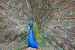 Photo: peacock peacock