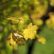 Feuillage d'automne B Feuillage d'automne B
