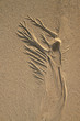 sand angel
