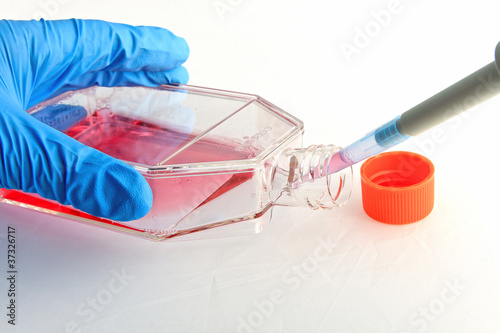 "Pipetting of culture medium into cell culture flask" Stock photo and