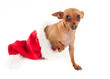 mignon chiot chihuahua