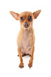 mignon chiot chihuahua
