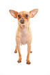 mignon chiot chihuahua