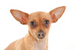 mignon chiot chihuahua