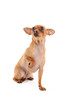 Cavalier King Charles