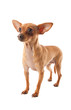 mignon chiot chihuahua