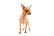 mignon chiot chihuahua