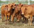six brown cows pose for camera