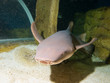 Nurse shark (Ginglymostoma cirratum)