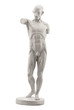 anatomy, muscles isolated on white