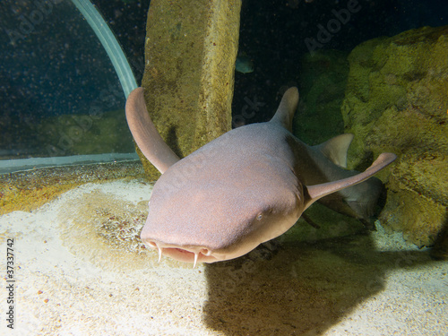 Photo: Nurse shark (Ginglymostoma cirratum) Nurse shark (Ginglymostoma cirratum)