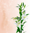 Beautiful white lily flowers