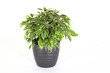 Ficus