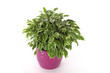 Ficus