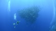 Scuba diver photographing a large school of fish