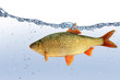 Fische 24