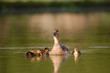 canard colvert canard colvert