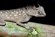 Horned Mountain Lizard