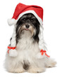 Happy Christmas havanese dog