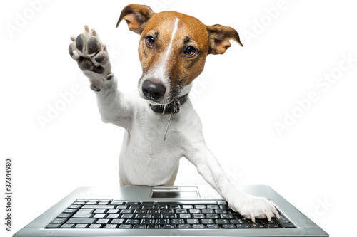 Photo: dog computer dog computer