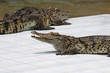 Crocodile on a farm