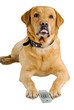 dog stick tongue out with remote control dog stick tongue out with remote control