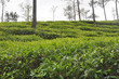 Foto: Tea cultivation Tea cultivation