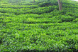 Foto: Tea cultivation Tea cultivation