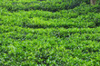 Foto: Tea green leaf Tea green leaf