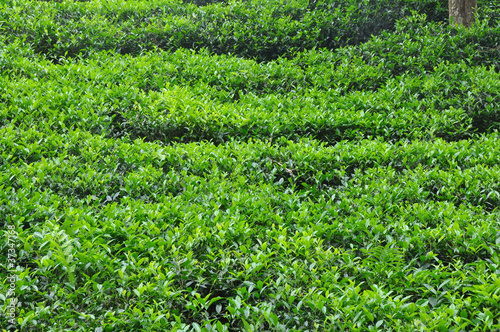 Foto: Tea green leaf Tea green leaf
