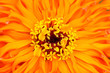 Extreme close up shot of Zinnia flower Extreme close up shot of Zinnia flower