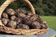 Photo: Freshly picked potatoes Freshly picked potatoes