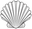 seashell