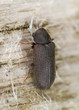 Wood borer, extreme close-up