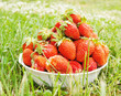 Large strawberries on the green grass