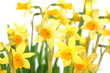 Yellow daffodils