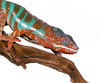 Camaleonte Furcifer Pardalis Camaleonte Furcifer Pardalis