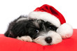 Cute Christmas havanese puppy dog Cute Christmas havanese puppy dog