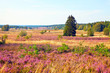 Naturlandschaft Lüneburger Heide, HDR
