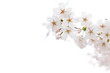 Cherry blossom