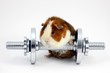 Meerschweinchen beim Training mit Hantel Freist.